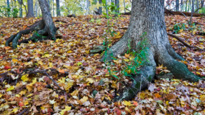 Tree Roots