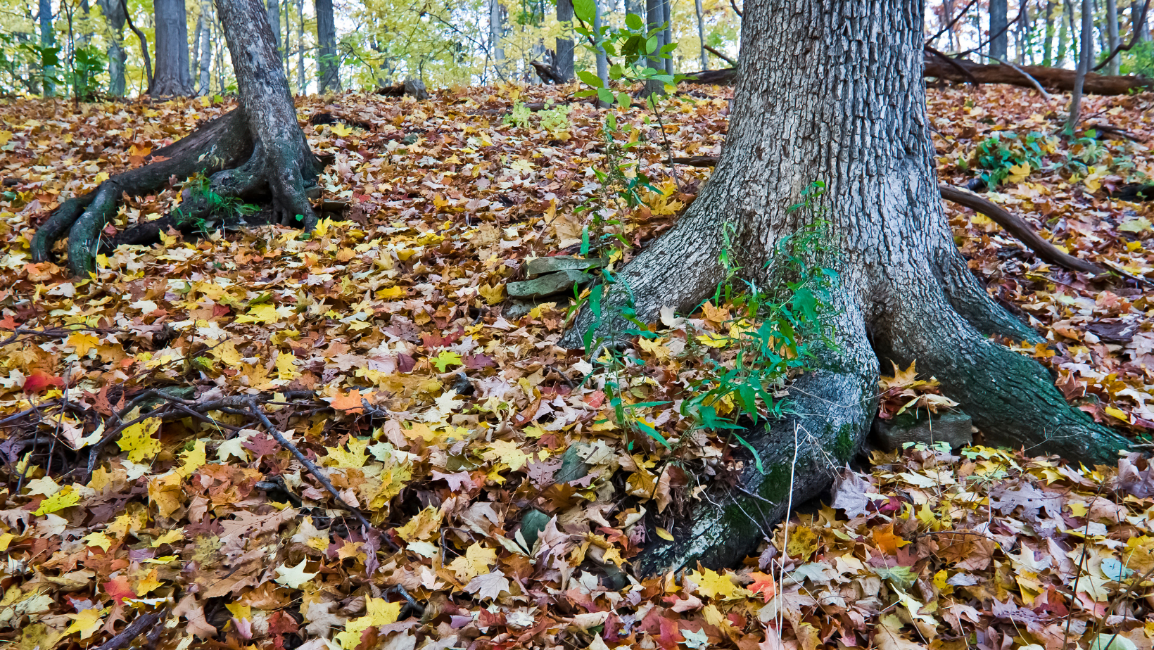 Tree Roots