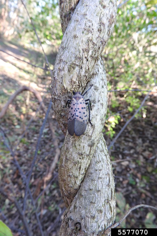 Bug on a Tree