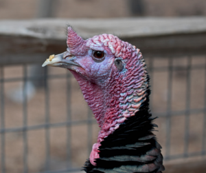 Turkey