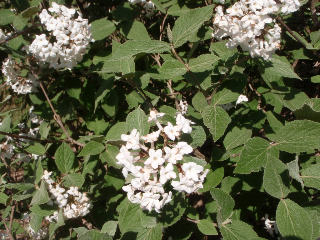 Flowers with Leaves