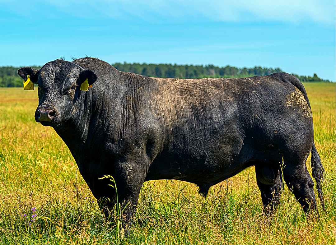 Black Bull Standing in Field