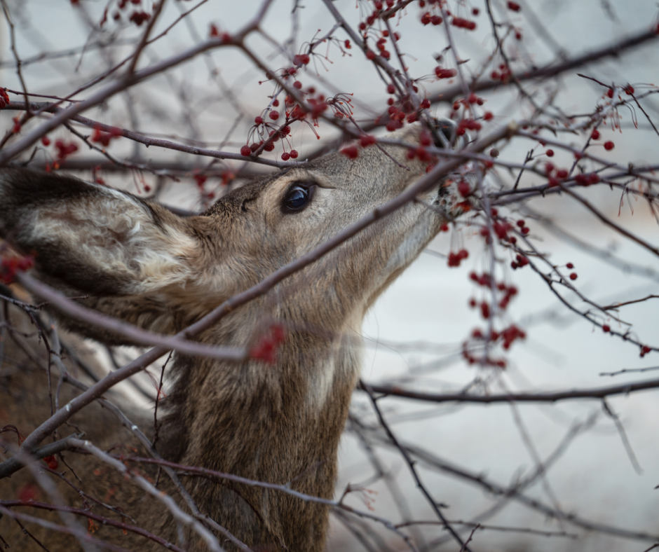 Deer Eating Tree
