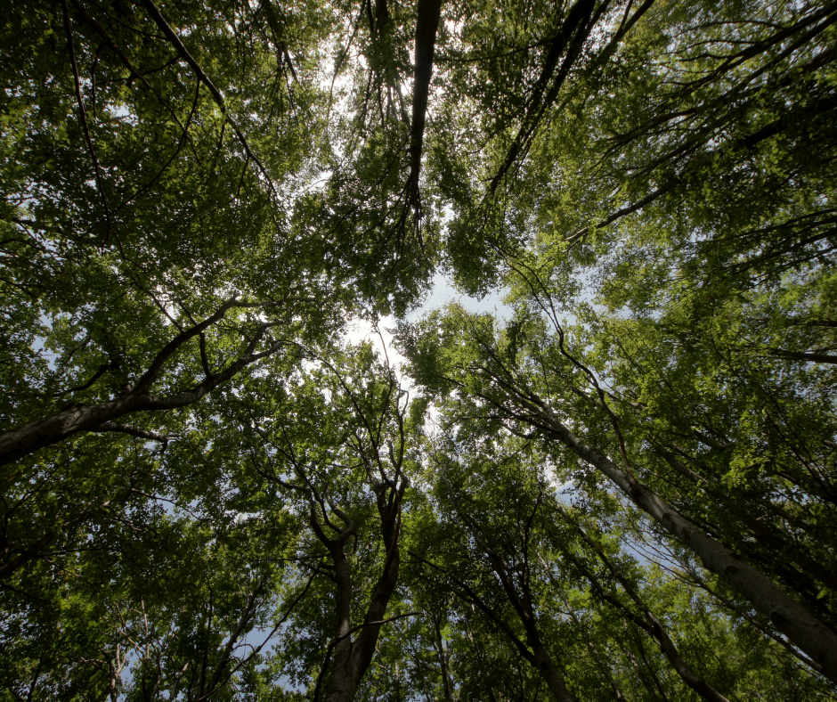 Forest in Union County