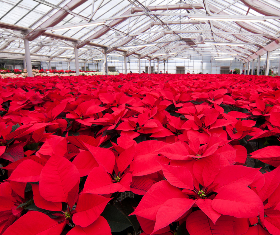 Red Flowers in Greenhouse