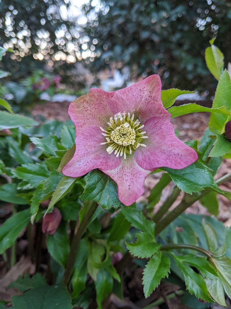 Hellebores