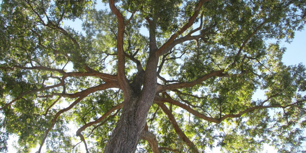 Pecan Tree