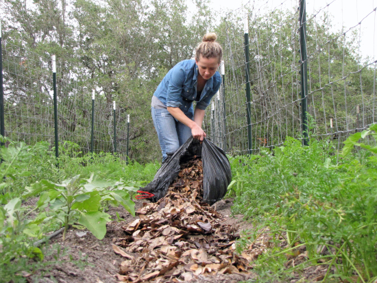 Using dried leaves in the garden  Benefits of mulching with dried leaves 