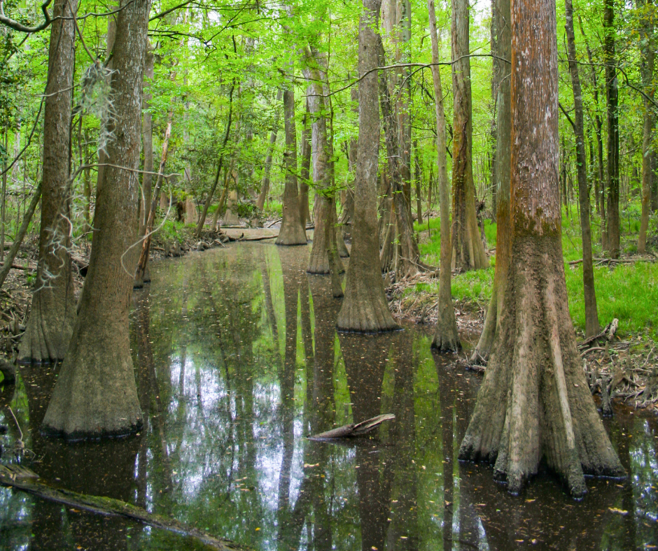 Swamp with Trees