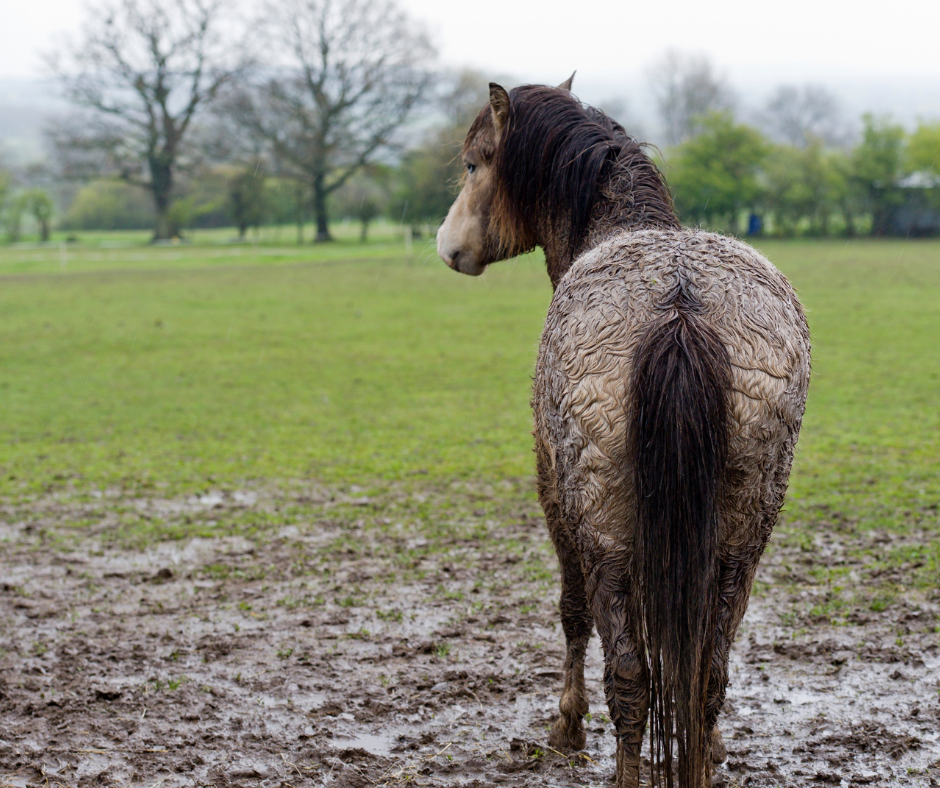 Horse in Mud, Mud, Horses, Winter Mud, Hooves, Union County, North Carolina