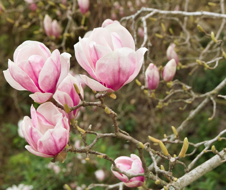 Magnolias, Trees, Spring, Union County, North Carolina, Trees to Plant in the South