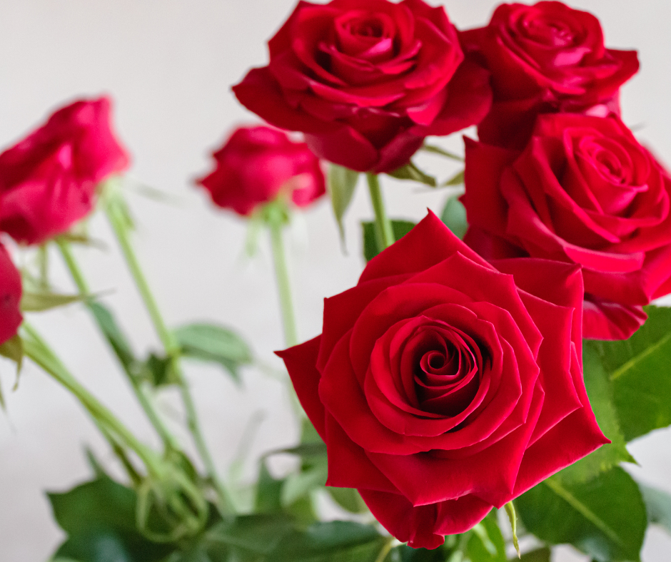 Roses in Vase, Valentine's Day, How to Keep Flowers Fresh