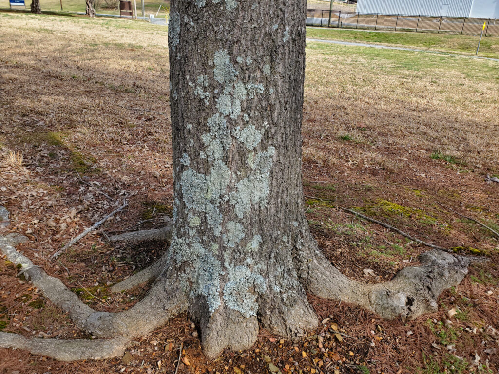 tree fungus