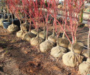 Burlapped Plants, Charlotte Plant Sale, Union County, North Carolina, Trees,