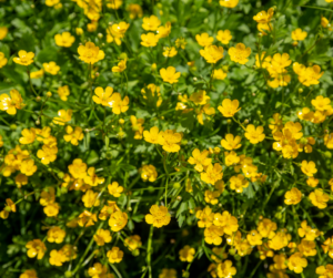 Buttercup in Pastures, Buttercup, Pasture Management, Plants Toxic to Livestock, NC Plants, Taking Care of Pastures