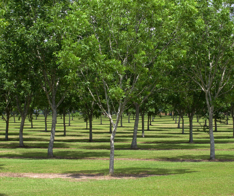 Orchard of Pecan Trees, How to Grow an Orchard in North Carolina, North Carolina Trees, North Carolina Forests, North Caroline Climate, Things to do in Charlotte, Things to do in Union County, Things to do in North Carolina, Charlotte, Union County, Monroe, North Carolina, We Grow Union County, NC Agriculture, Farms in NC 