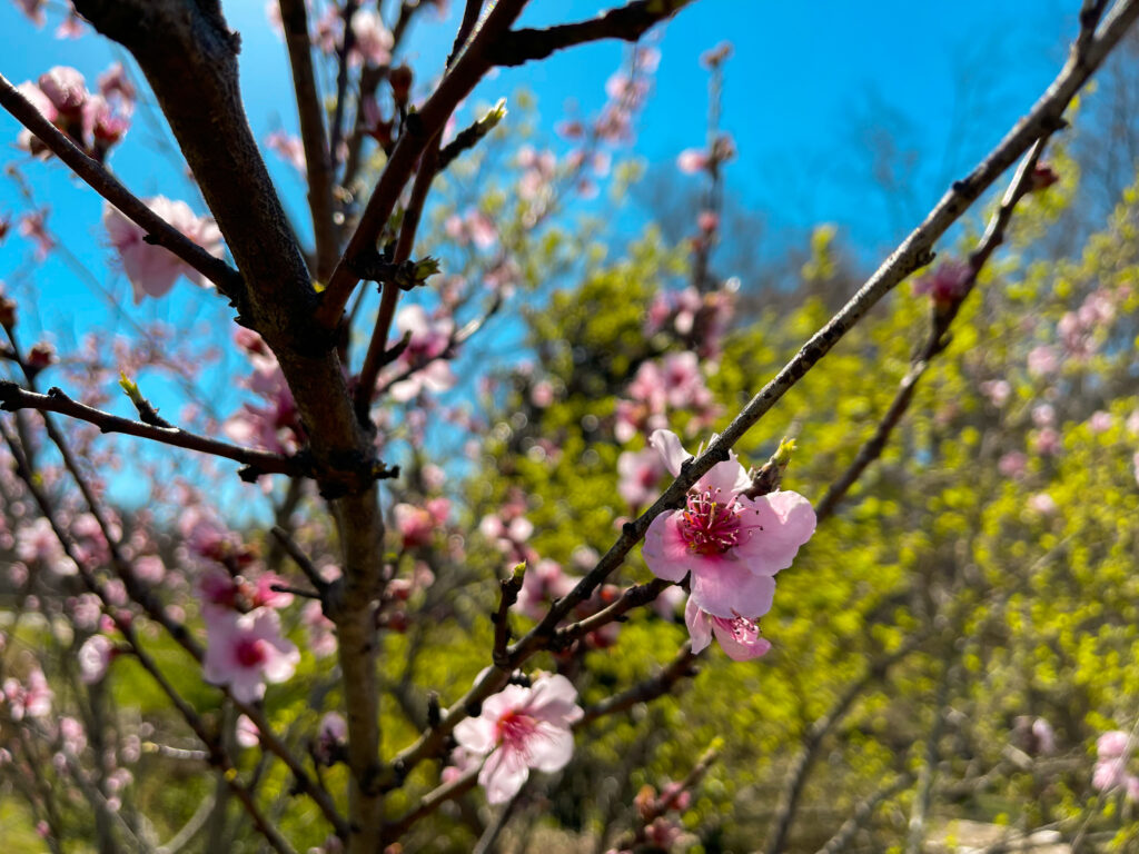 Tree Blooming in the Spring, Trees, Charlotte, North Carolina, Union County, NC 