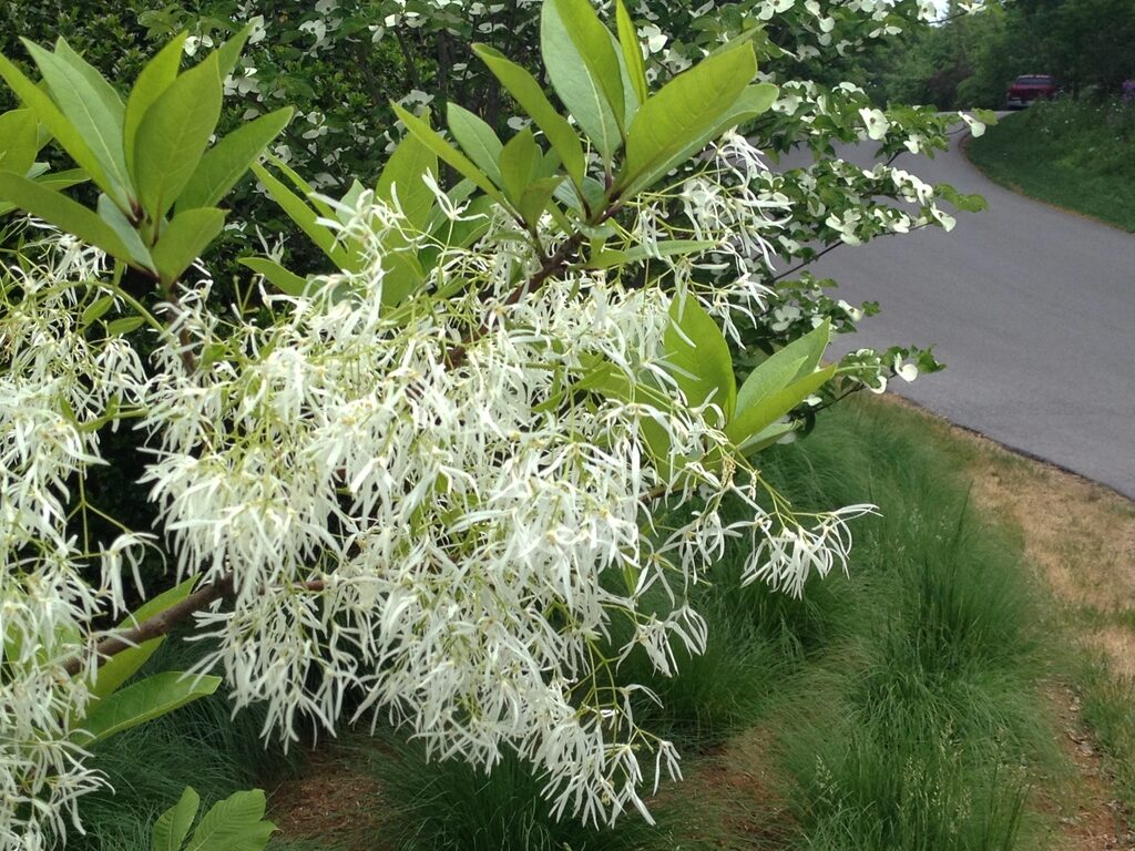 White Fringe Tree, Trees in NC, North Carolina Trees, Union County Trees, Trees, Forage, 