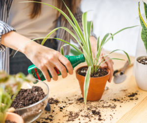 Fertilizing House Plants, How to Fertilize House Plants, Fertilizing, Home Plant Care, How to Take Care of Plants in the Home, Plants Near Me,