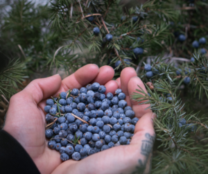 Blueberries Near Me