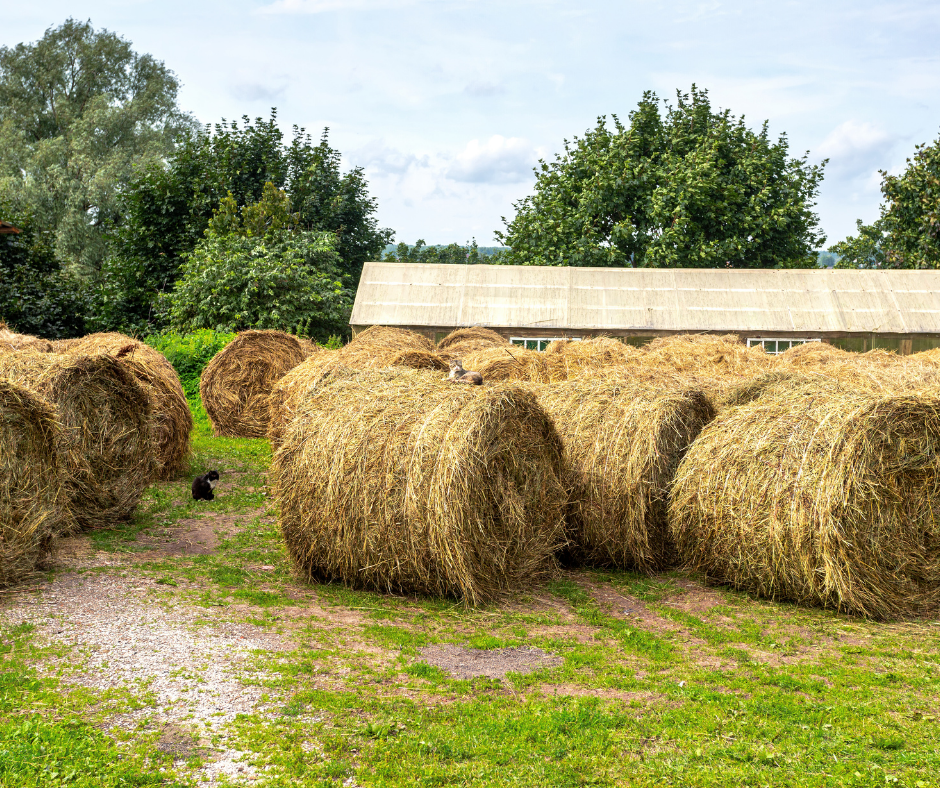 Picking Peanuts and Baling The Hay 