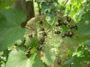 Japanese Beetle on Leaf