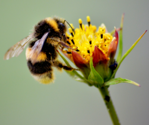 Bee on Flower, Why are Bees Important, Beekeeping, Union County Bees, Pollination, Save the Bees, Beekeeping,