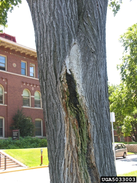 Slime Flux, What is this Foul Smell in my tree, Tree smells bad, Tree is Leaking, Tree Smells, Why Does My Tree Stink, Why Does my Tree Smell Like Alcohol