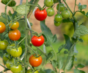 Tomatoes in Garden, Watering my Tomatoes, How to Care for Tomatoes, Tomatoes in Heat Wave, Heat Wave Plants, Heat Wave Garden, Gardening in the Heat, Taking Care of your Garden in the South, Southern Heat, Southern Garden, Southern Tomatoes, Plants in Heat, Heat and Garden, Garden, Heat
