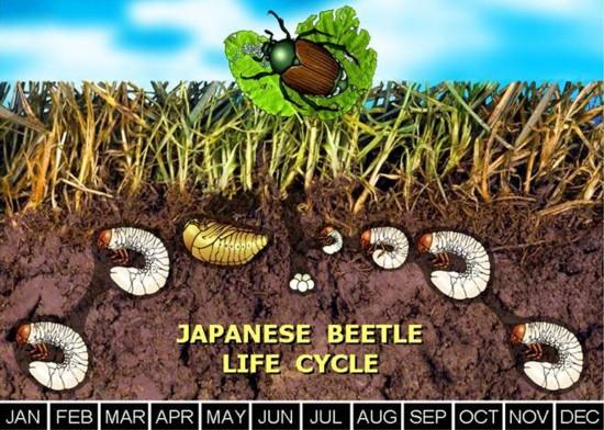 Japanese Beetle Life Cycle