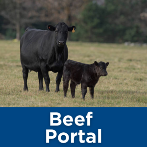 Beef Portal Tile