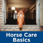 Horse Care Basics Tile