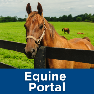 Equine Portal Tile