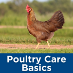 Poultry Care Basics Tile