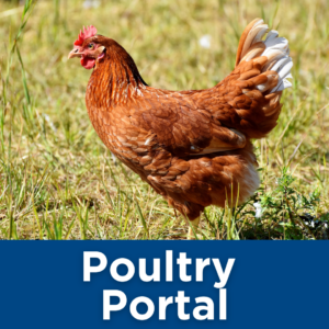 Poultry Portal Tile