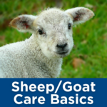 Sheep Goat Care Basics Tile
