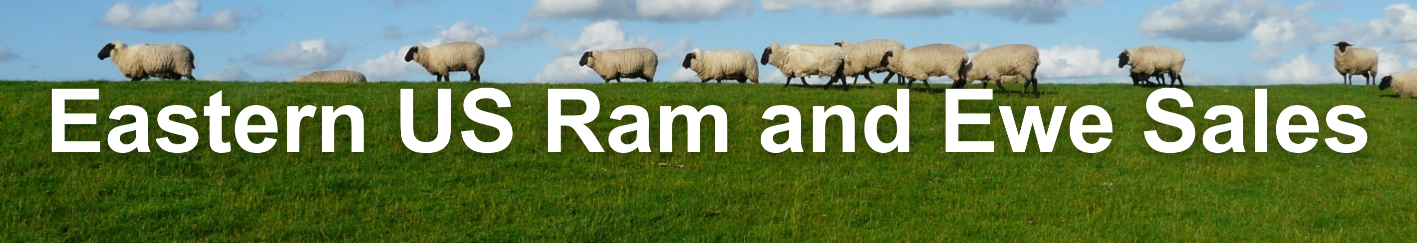 Ram and Ewe Sales Banner