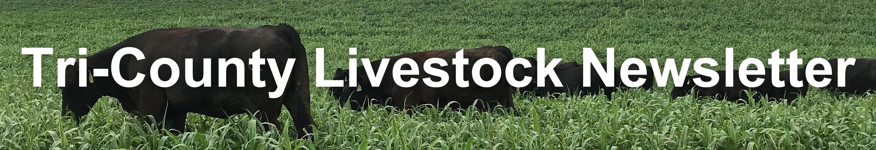 TriCounty Livestock Newsletter Banner