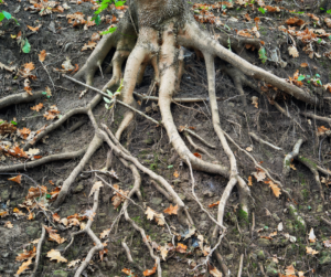 Tree Root Photos, Tree Roots, Root Problems, Tree Roots Rotting
