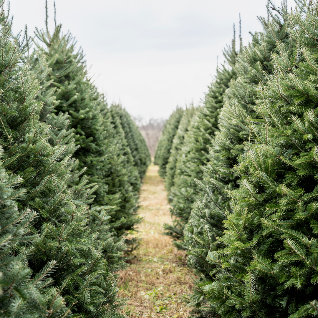 Christmas Tree Selection