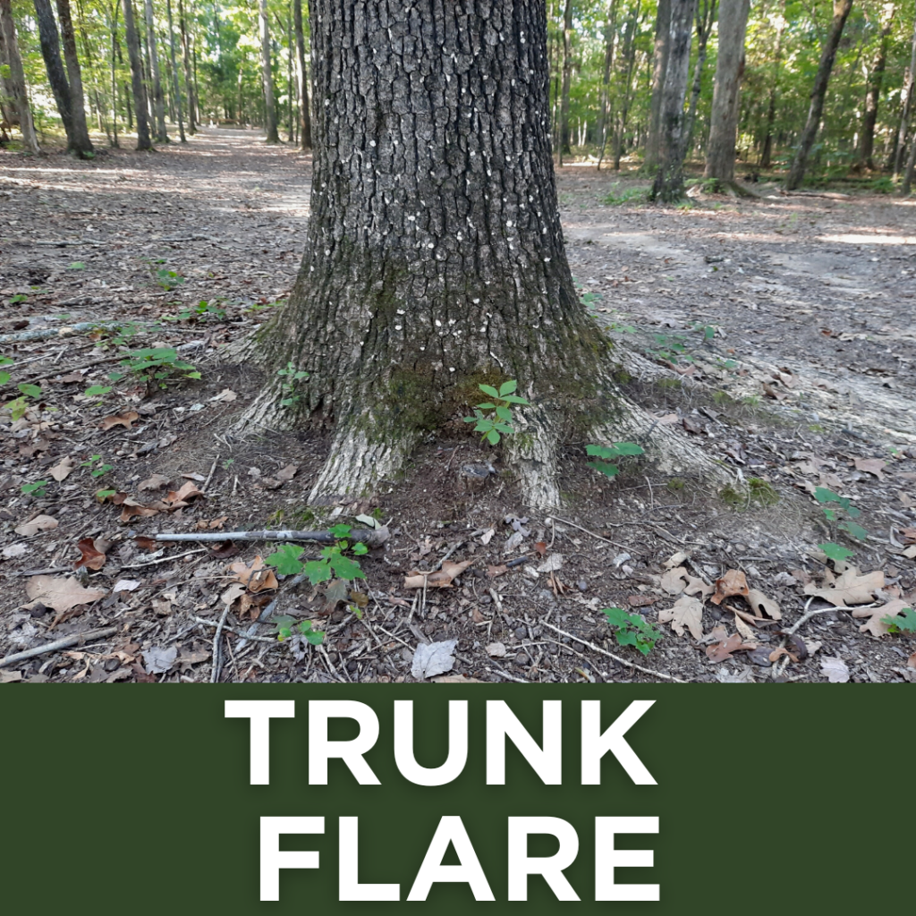 Trunk Flare