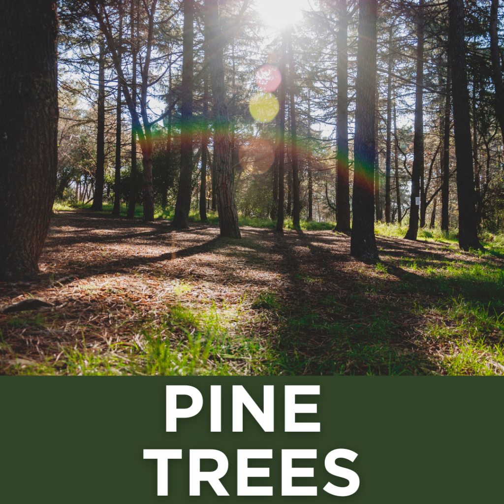 Pine Trees, NC, North Carolina Pine Trees