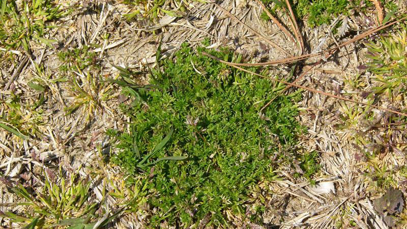 Lawn Burrweed, Sticker Weeds, How to get rid of sticker weeds, how to get rid of burrweed, getting rid of weeds in my yard, when is the best time to spray yard for weeds