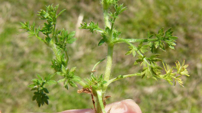 Lawn Burrweed, Sticker Weeds, How to get rid of sticker weeds, how to get rid of burrweed, getting rid of weeds in my yard, when is the best time to spray yard for weeds