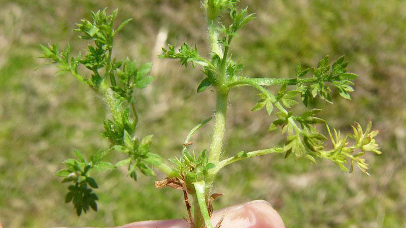 What Are the Sticker Weeds in My Yard? | N.C. Cooperative Extension