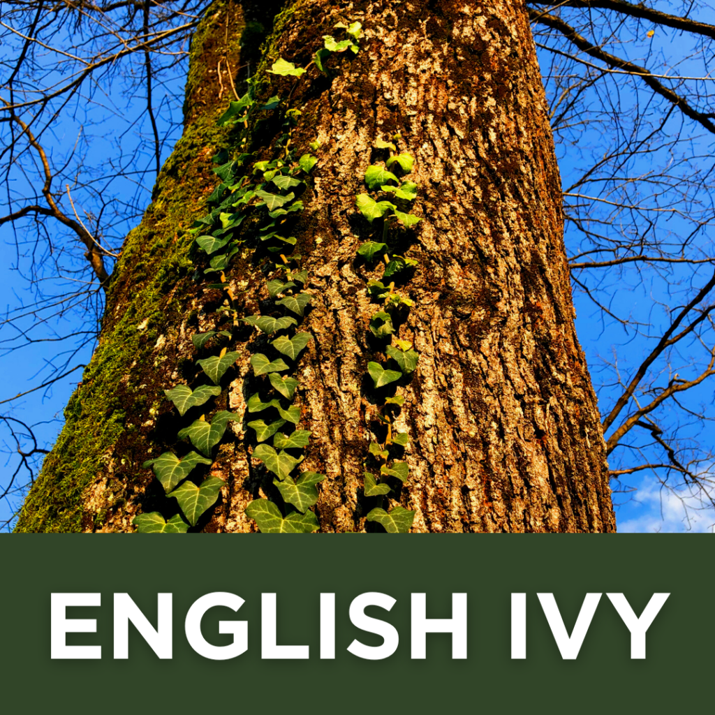 What is English Ivy, Can English Ivy Harm My Tree