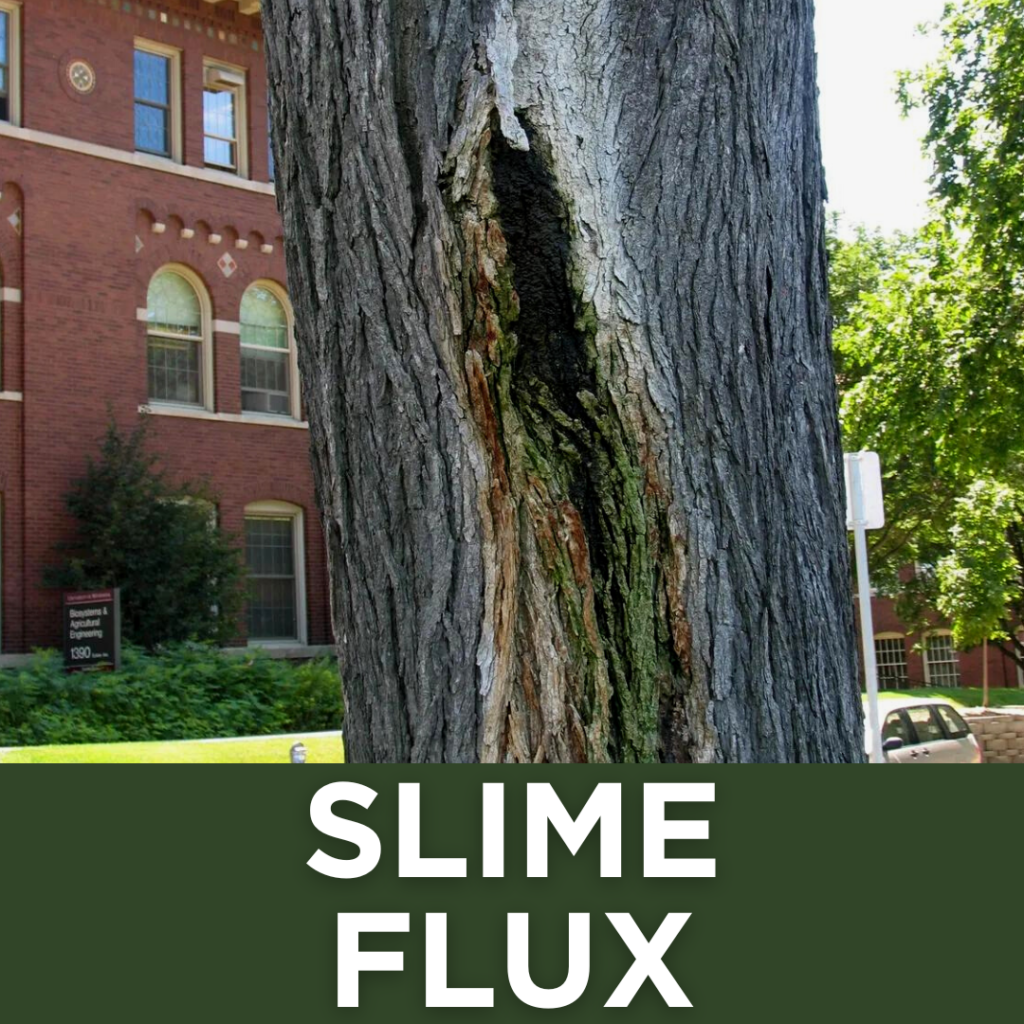 What is Slime Flux, Gooey Stuff Coming Out of Tree, Tree that Smells with Slime, Black Goo Coming Out of Tree, Green Stuff Coming Out of Tree, Tree has Slime