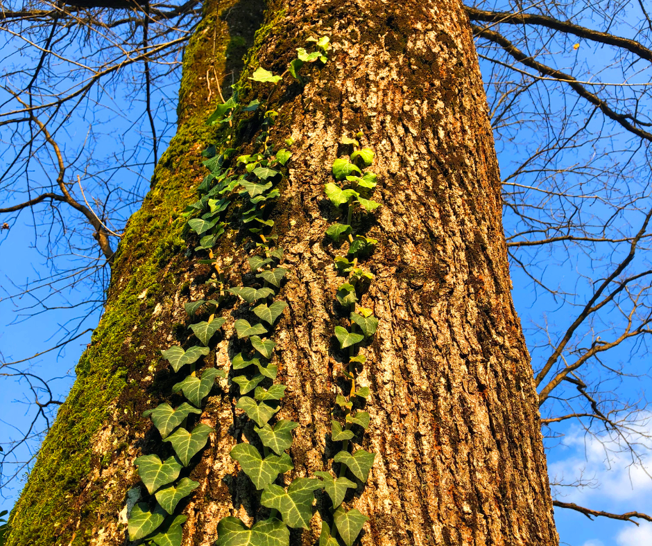 Ivy Growing On Tree Trunks