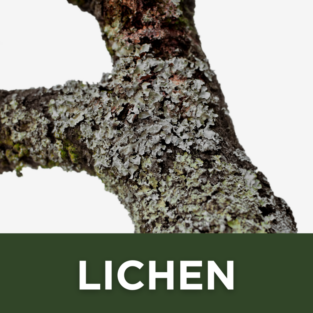 Lichen, What is Lichen, Is Lichen Bad for my Trees, Grey Stuff on Trees, Green Stuff on Trees, Hard Grey Bark on Tree, Hard Gray Barn on Tree