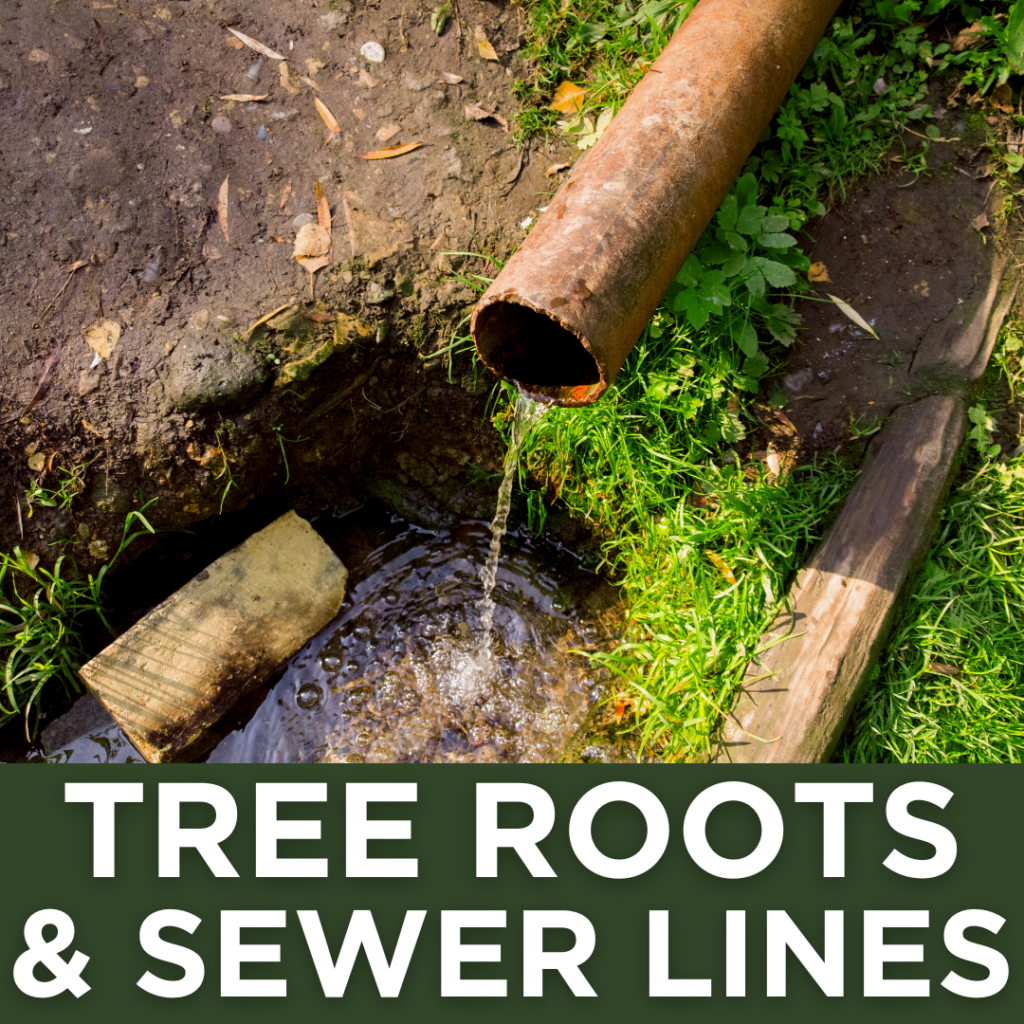 Tree Roots and Sewer Lines, Can Tree Roots Damage My Sewer Lines